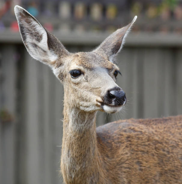 istock Black-tailed Deer Profile in Pacific Grove 1343453229