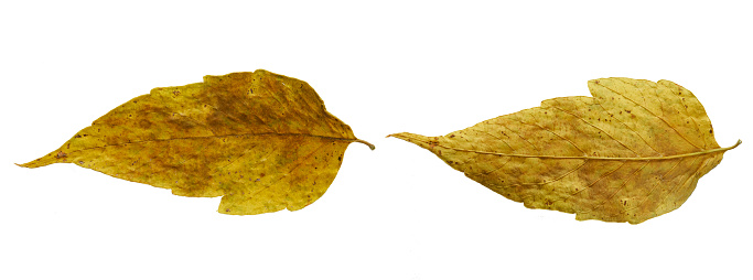 Autumn poplar leaves, dry leaves of yellow color on a white isolated background. The same jelly on both sides. Autumn leaves.