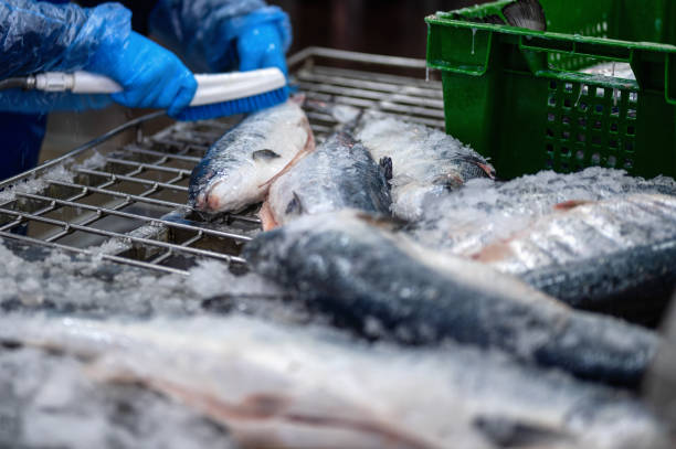 istock Cleaning chilled trout carcasses from ice crumbs 1343455139