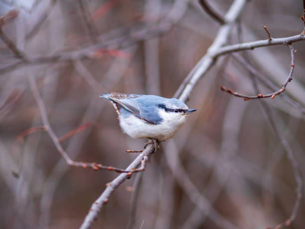 istock Eurasian nuthatch or wood nuthatch, lat. Sitta europaea, sitting on a tree branches with a blurred background. 1343456046