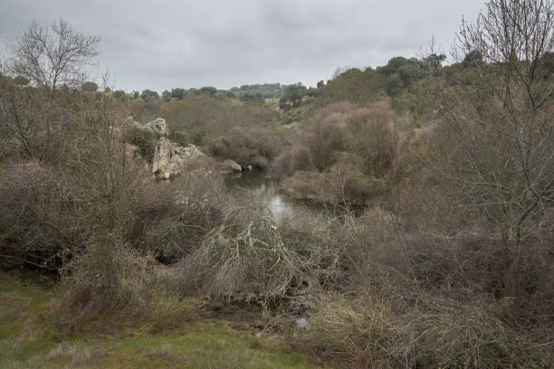 Views of the Manzanares River Views of the Manzanares River along its course through the municipality of Colmenar Viejo, in the province of Madrid, Spain juniperus oxycedrus stock pictures, royalty-free photos & images
