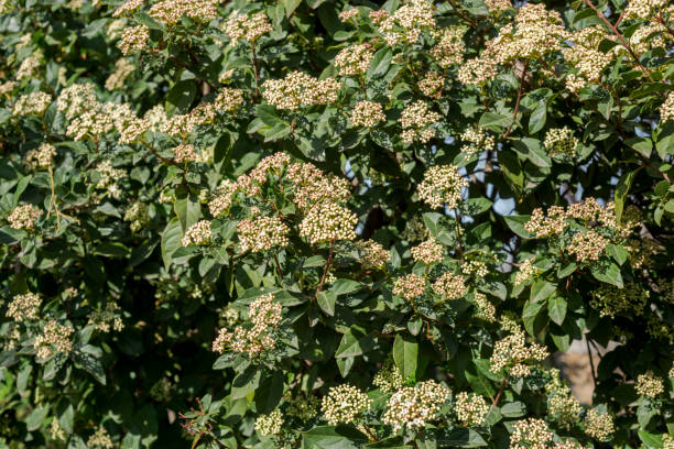 Leaves and flowers of Laurustinus, Viburnum tinus stock photo