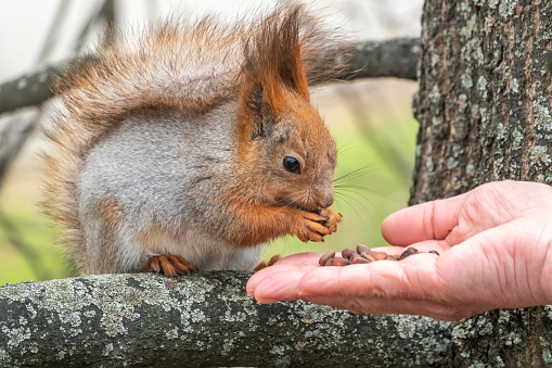 A squirrel in the spring or autumn eats nuts from a human hand. Eurasian red squirrel, Sciurus vulgaris.