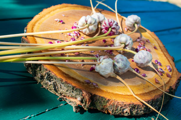 istock Seed boxes of garlic with seeds on a board 1343456977