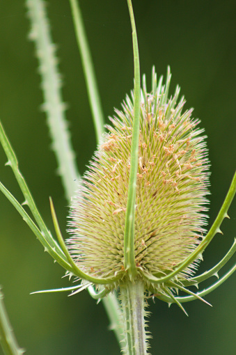 Wild teasel green seeds close-up view with blurred background