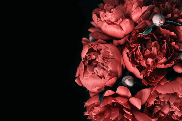 istock Surreal peonies bouquet on black background, soft focus. Dark Spring or summer floral background. Festive flowers concept 1343458540