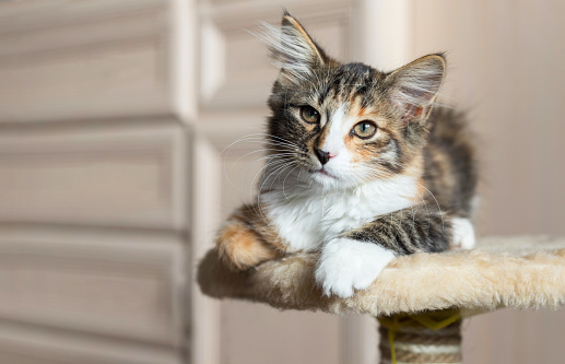 A cute little kitten is lying on the bedpost on a scratching post. He has a funny half-black, half-red nose. It is tricolor. Soft focus. Copy space.