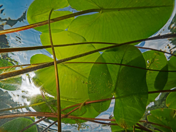 istock Canopy made of water lily leaves 1343462624