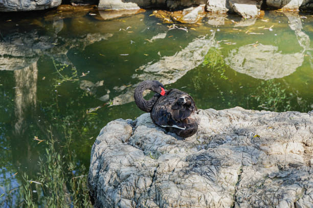 Black swan resting on the rocks on the shore Black swan resting on the rocks on the shore puffins resting stock pictures, royalty-free photos & images