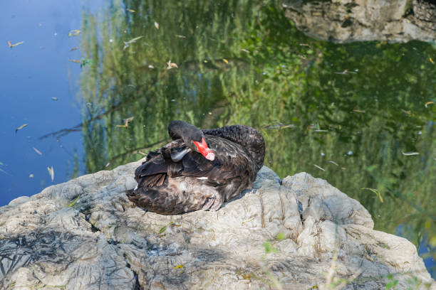 Black swan resting on the rocks on the shore Black swan resting on the rocks on the shore puffins resting stock pictures, royalty-free photos & images