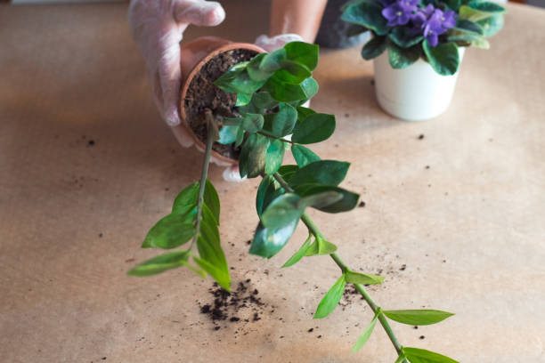 istock transplanting a zamiokulkas flower 1343466559