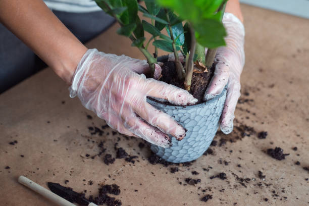 istock transplanting a zamiokulkas flower 1343466623