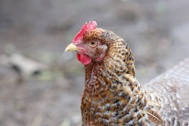 istock Rooster with orange brown feathers red head for walk 1343467692