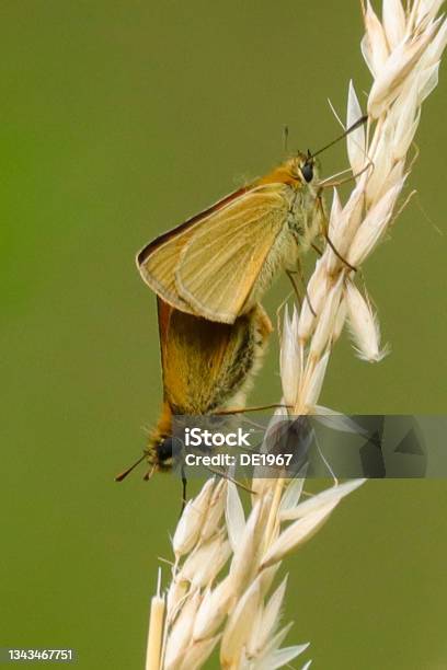 Hic Hesperia Stock Photo - Download Image Now - Belgium, Biodiversity, Butterfly - Insect