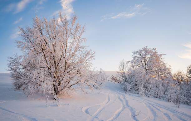 istock Small fragile tree covered with hoarfrost lonely grows 1343468139