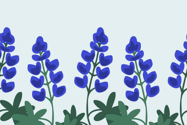 Blue lupine background Blue lupine seamless vector background bluebonnet stock illustrations