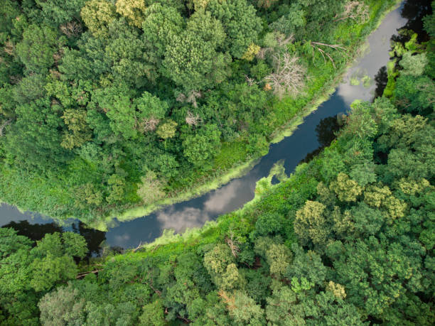 istock Aerial view over the river which is on the green forest. 1343471084