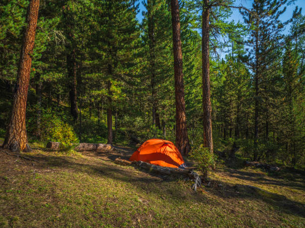 istock Vivid orange tent under conifer trees on summer forest. Tent under tree in coniferous forest on hillside. Closeup of bright orange tent in mountains. Scenic mountain landscape in autumn 1343474181