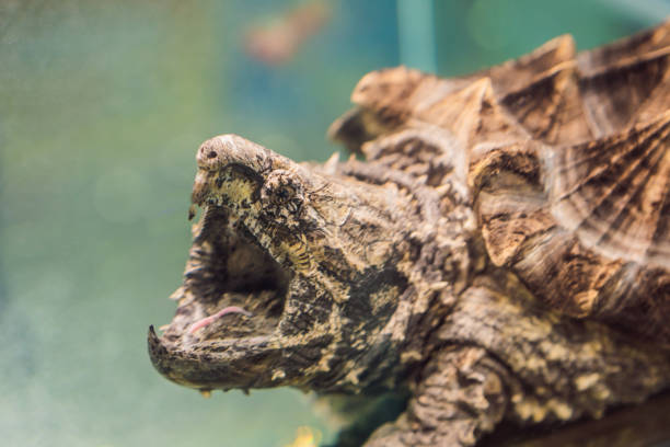 Testudo hermanni is a typical Mediterranean turtle in a terrarium.