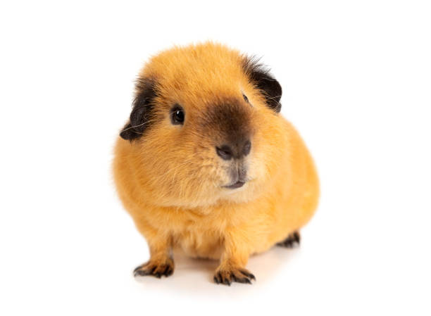 Attentive guinea pig over white stock photo