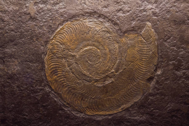 fossiler trilobitabdruck im sediment hinterleuchtet durch lampe - fossil fuel stock-fotos und bilder