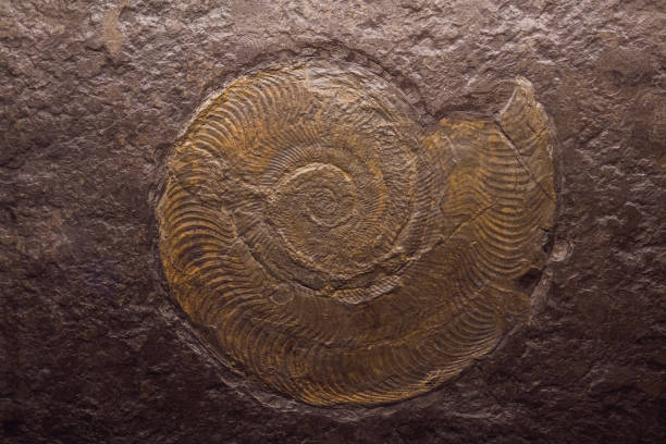 empreinte fossile de trilobite dans les sédiments rétro-éclairé par lampe - trilobite photos et images de collection