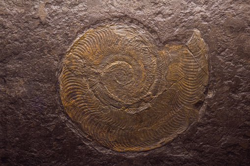 Fossil of a amonite in chalk rock