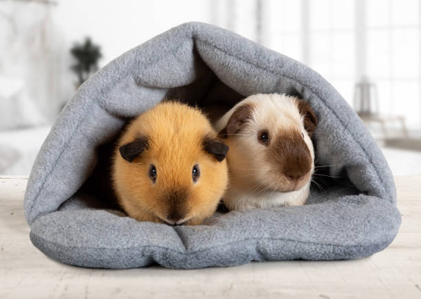 Domestic guinea pigs in their house stock photo