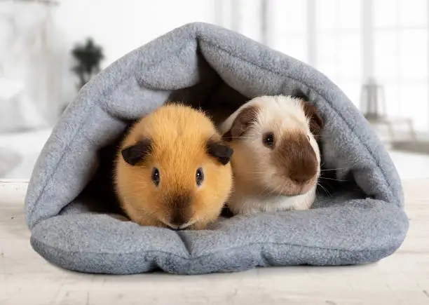 Two lovely guinea pigs are sitting in their house indoors