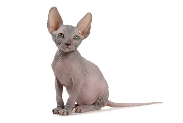 Pretty hairless Canadian Sphinx kitty cat (seven weeks old) isolated on white background