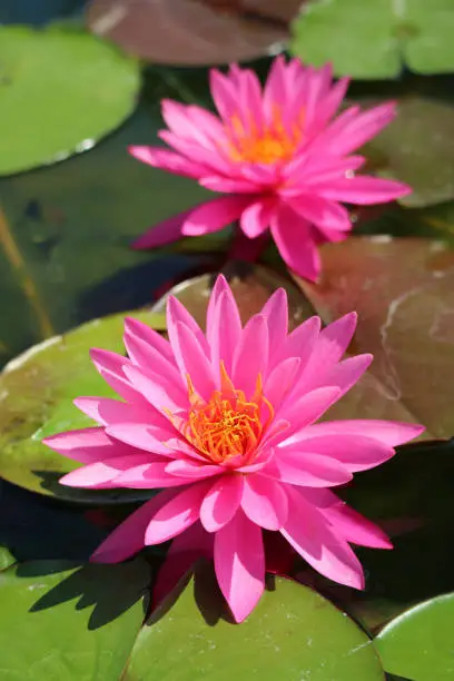 Pair of Stunning Hot Pink Nymphaea Miss Siam Hardy Waterlilies on the Green Pads