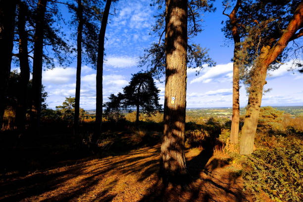istock footpath track trail cotswolds trees sunlight scenic landscape generic season 1343477513