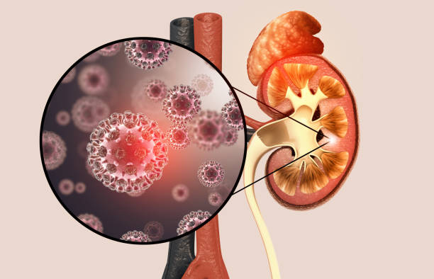 istock Kidney disease concept. Viral infection. 3d illustration 1343478379