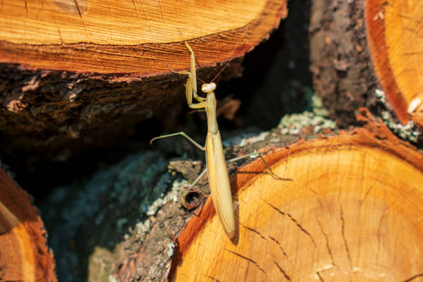 istock Praying mantis close-up on logs 1343478753