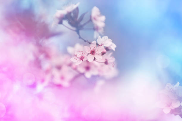 istock Closeup view of blossoming spring tree outdoors, toned in pink and blue 1343479024