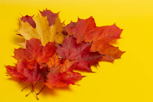 istock red and yellow maple leaves 1343479709