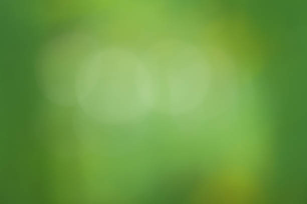 istock Natural green blurred background. Defocus light green. 1343482370