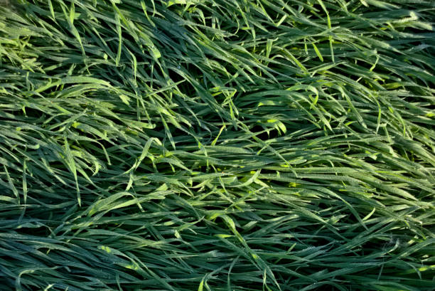 istock Green grass in the morning 1343482416