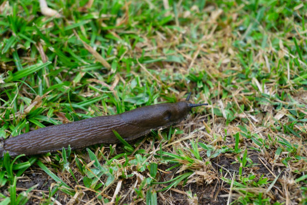 istock black slug on the grass in a green meadow 1343482548