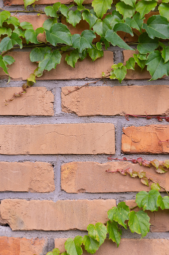 Ivy-covered brick wall with red-green leaves