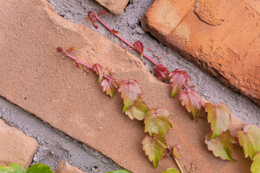Ivy-covered brick wall with red-green leaves