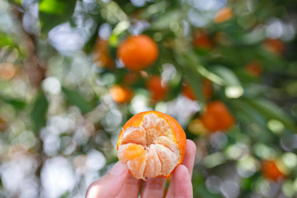 Fresh and ripe mandarin sliced open in front of a mandarin tree outdoors in Adelaide, South Australia