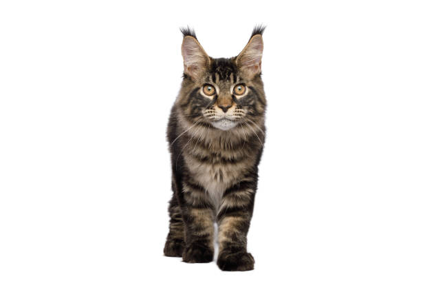 istock Maine Coon Cat Isolated on White Background 1343484498