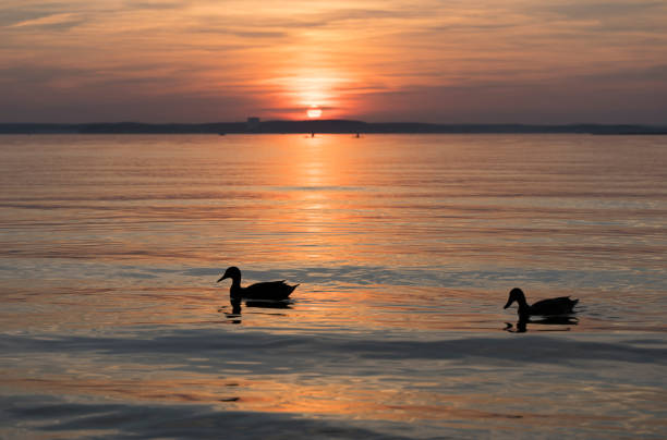istock Lake during summer sunset and beautiful evening sky. Ducks on the forest lake 1343484539