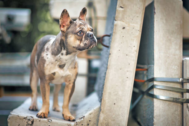 Beautiful young merle colored French Bulldog dog with large yellow eyes standing on concrete block