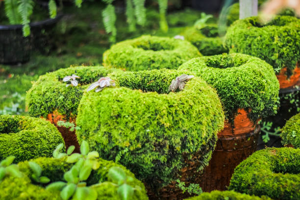 Cushion Moss . Small japanese garden, Zen garden design, Japanese garden design