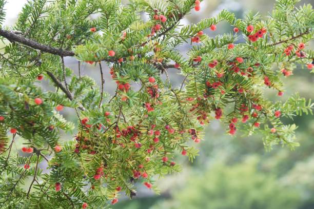 Japanese yew berries. Japanese yew berries. Taxaceae evergreen conifer. The berries are used for raw food and fruit wine, but the seeds are toxic, and wood is used for crafts. taxus cuspidata stock pictures, royalty-free photos & images
