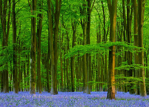 Close up macro of a Bleubell flower and fern plant in a Beech forest. The Hallerbos beech tree woodland in Belgium is famous for the Wild Hyacinth bluebell flowers that blossom in springtime.