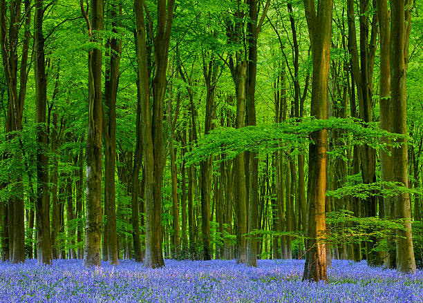 Micheldever Wood with bluebells and beech trees in full bloom stock photo