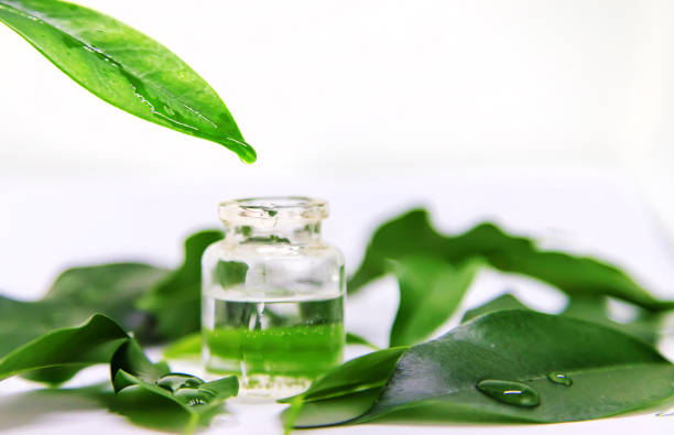 istock tea tree oil in a small bottle. Selective focus. 1343488132
